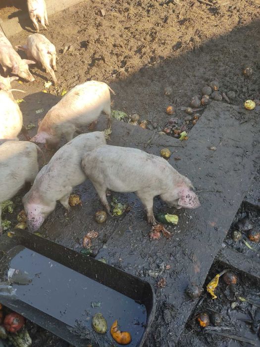 Продам свиней живою вагою , 100-115 гр(органіка)