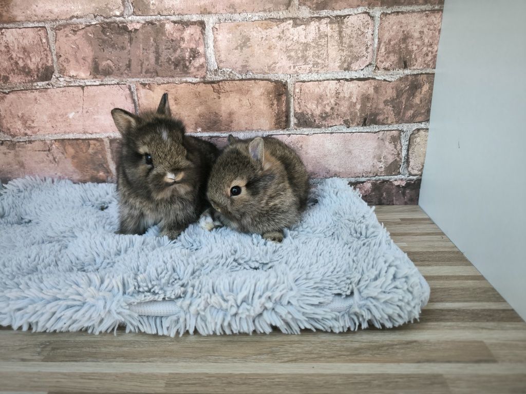 Królik karzełek króliczek mini
