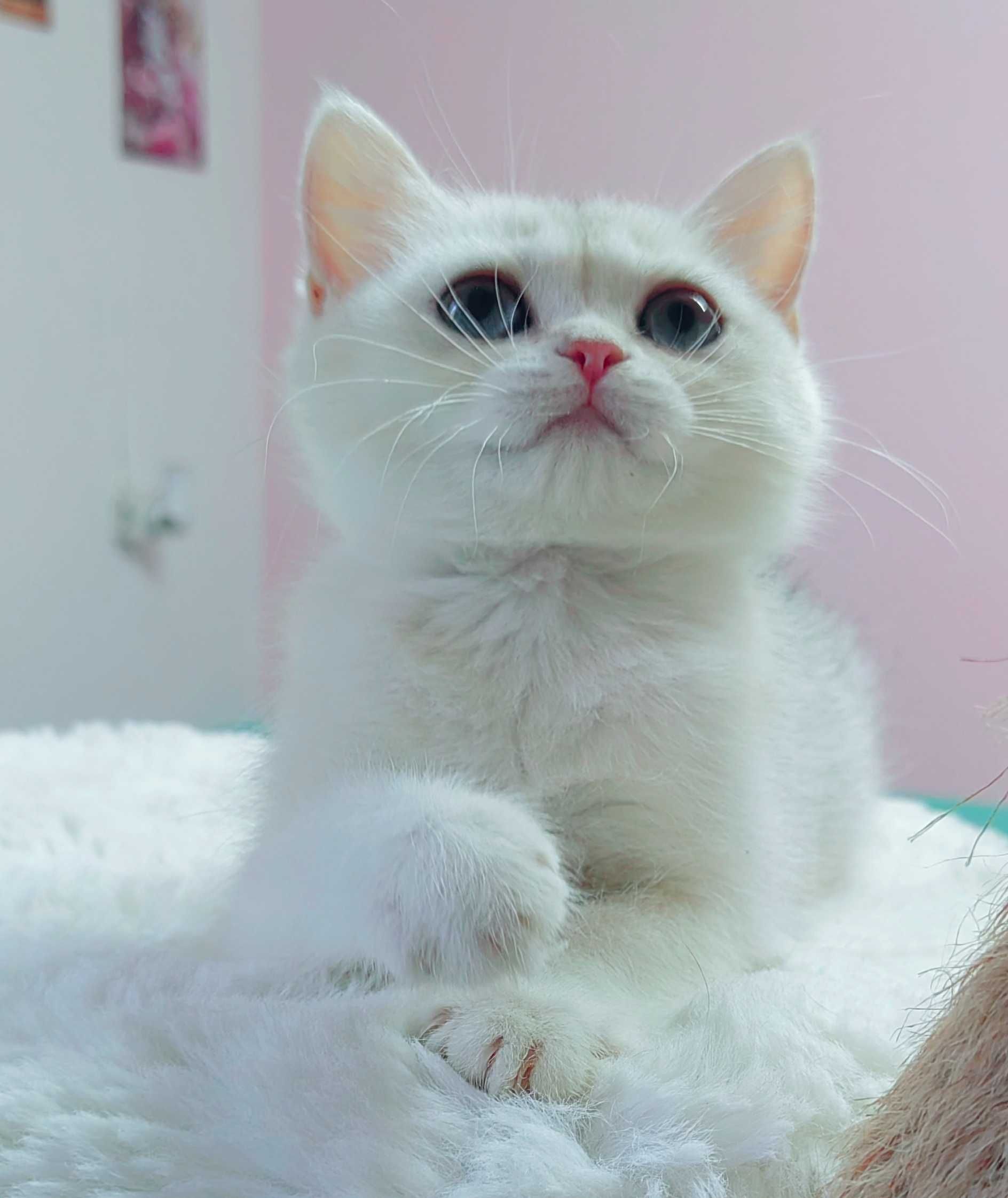 Menina British shorthair silver chinchila