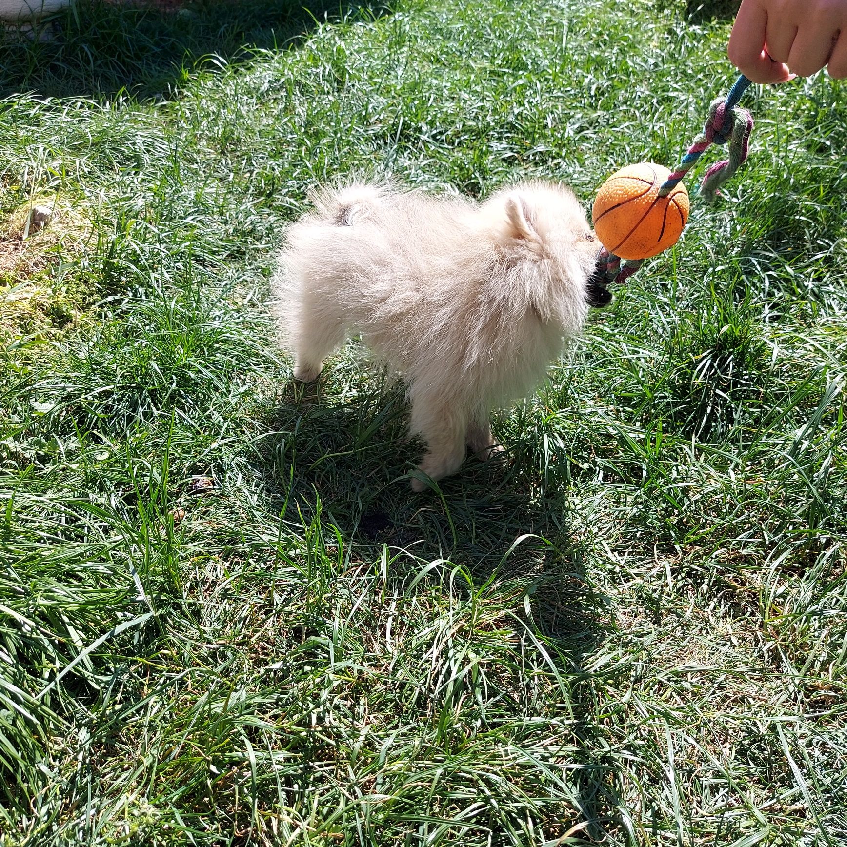 Piesek Szpic Miniaturowy Pomeranian