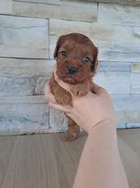 Cavapoo piesek i suczki