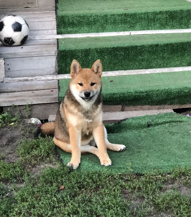 Неймовірно гарна дівчинка сіба-іну