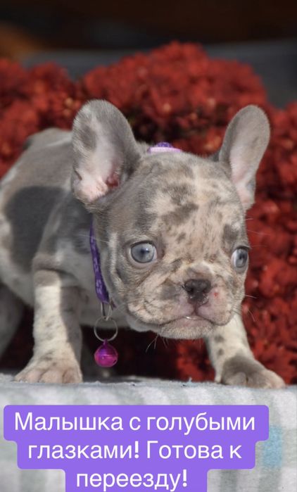 Голубоглазка мини француженка