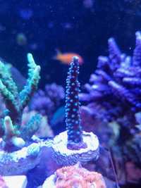 Acropora formosa blue jeans - akwarium morskie