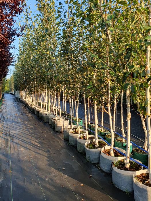 Drzewa alejowe- lipa, grab, klon, brzoza, platan, śliwa i inne