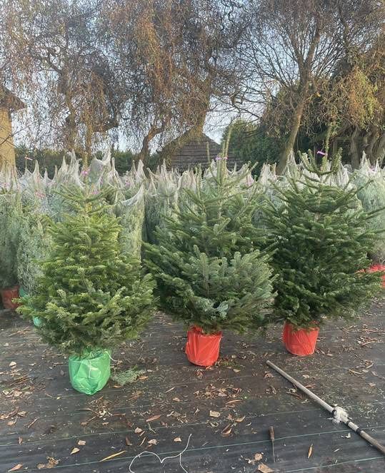 Żywe choinki z dostawą do domu gratis jodły kałkaskie i świerki