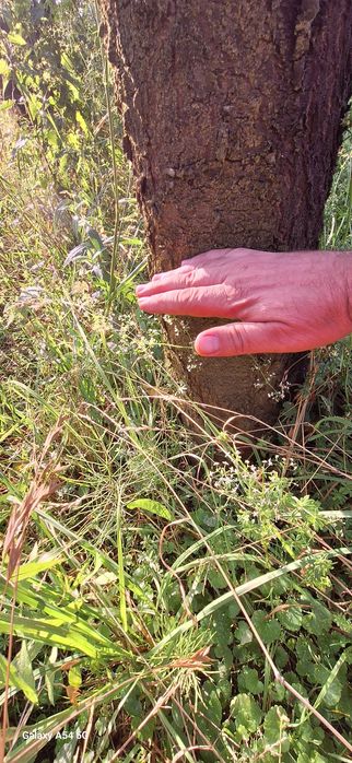 Drzewa wiśni około 300 sztuk