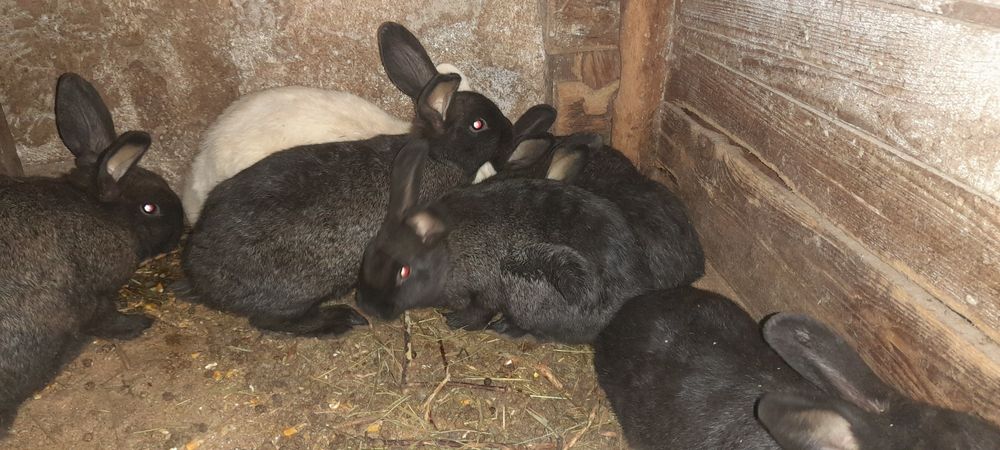 Продаються кроленята, 150грн. Кролі. Кроленята.