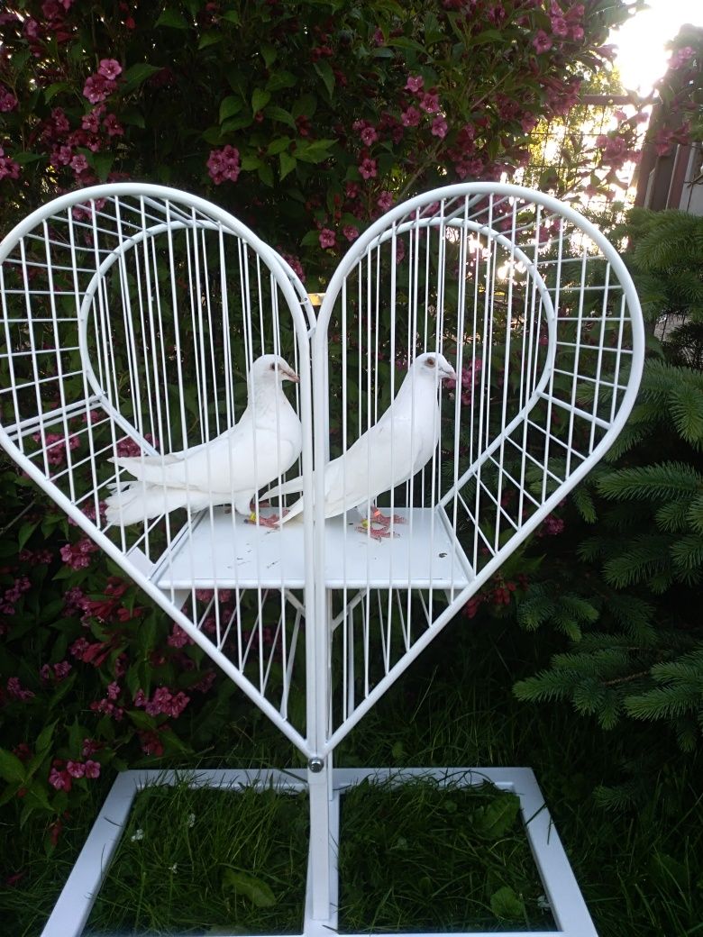 Białe gołębie pocztowe na ślub.