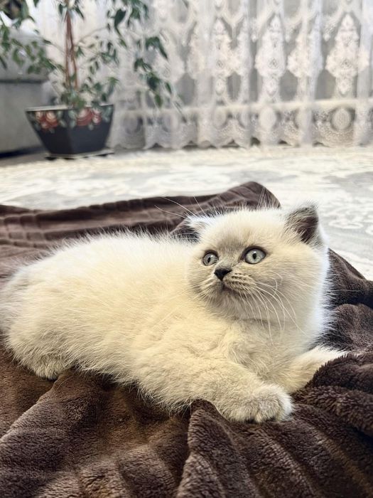 Шотландські кошенята