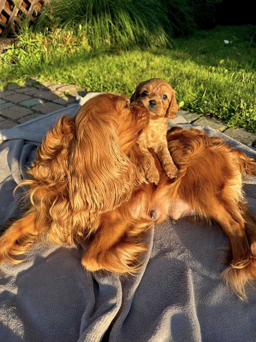 OSTATNIA CZUŁA SUNIA CAVAPOO wychowana w miłości, od 12.09