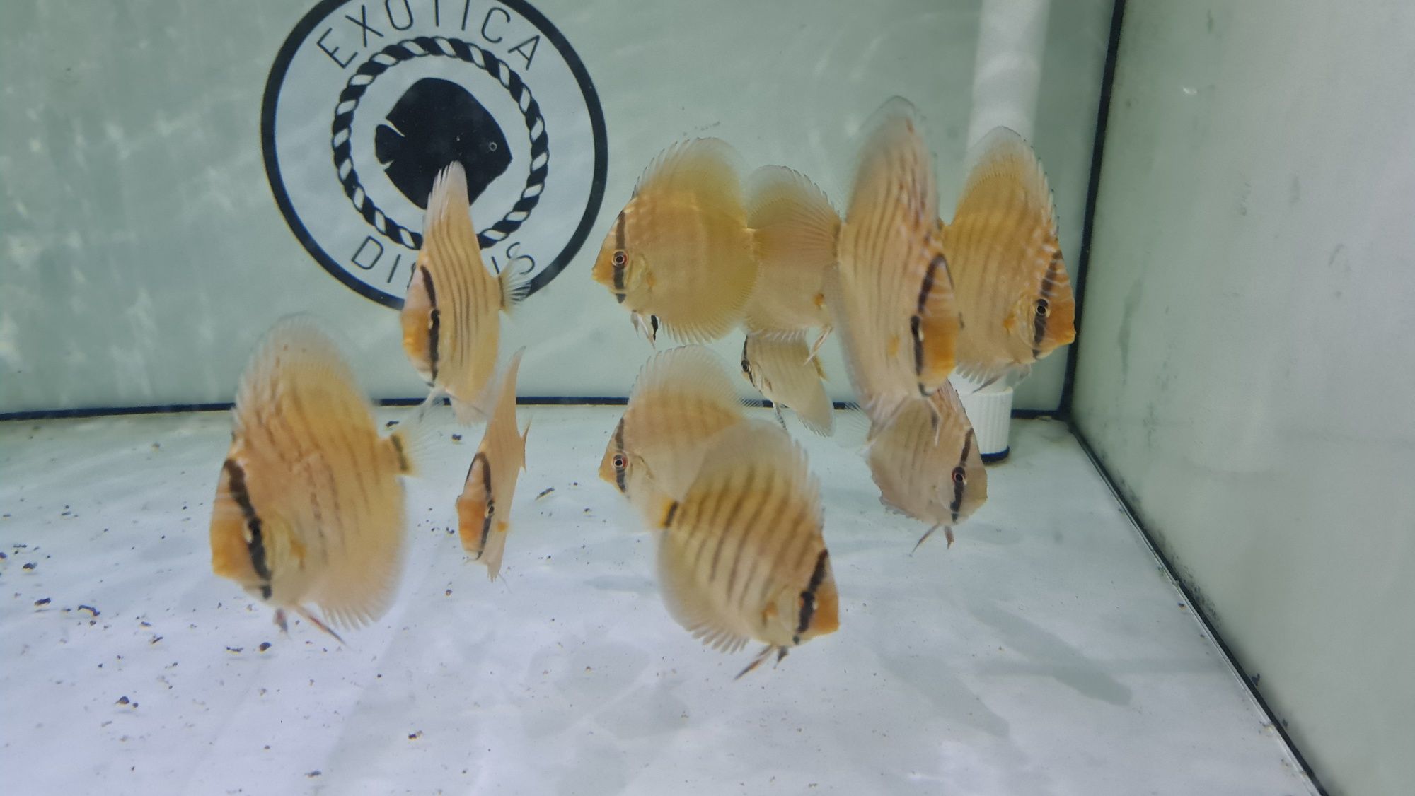 Dyskowce Paletki Red Turquoise x Red Spotted Green   Piwowarski