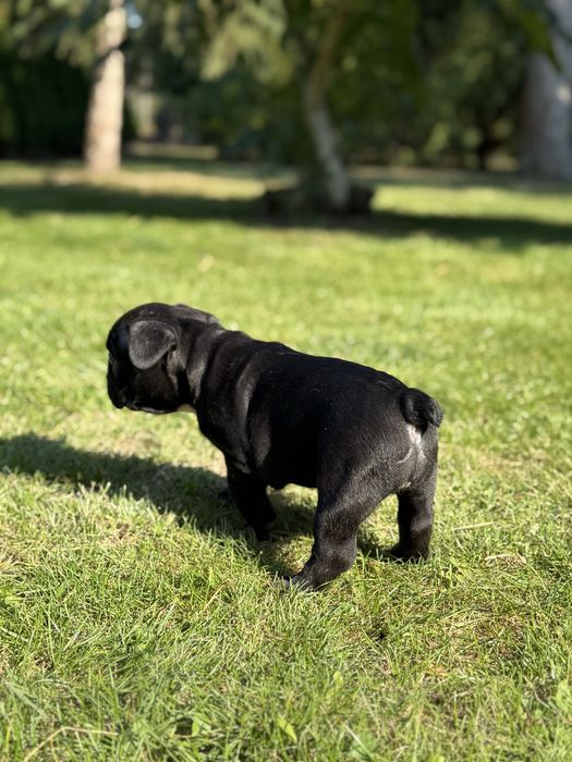 Sunia buldog francuski