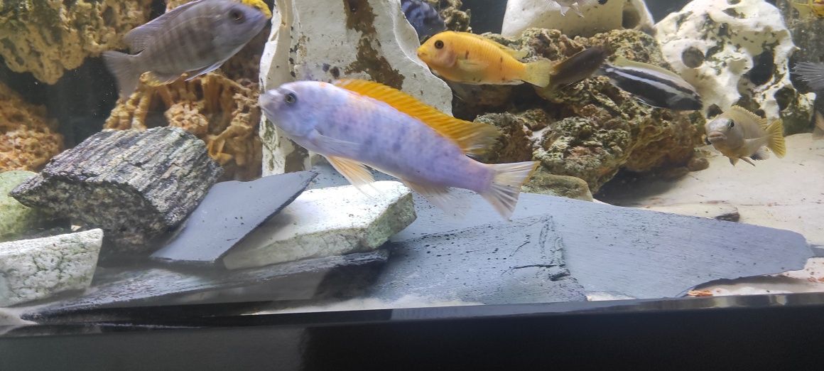 pyszczaki labeotropheus,socolofi,hongi, haplochromis,mphanga,metriclim