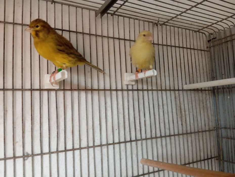 Cedo canários Ágata amarelo