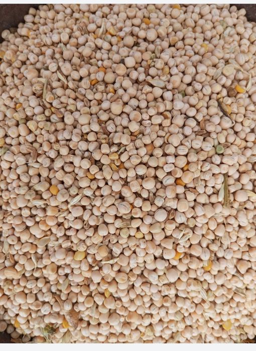 Продам Горох Кормовий