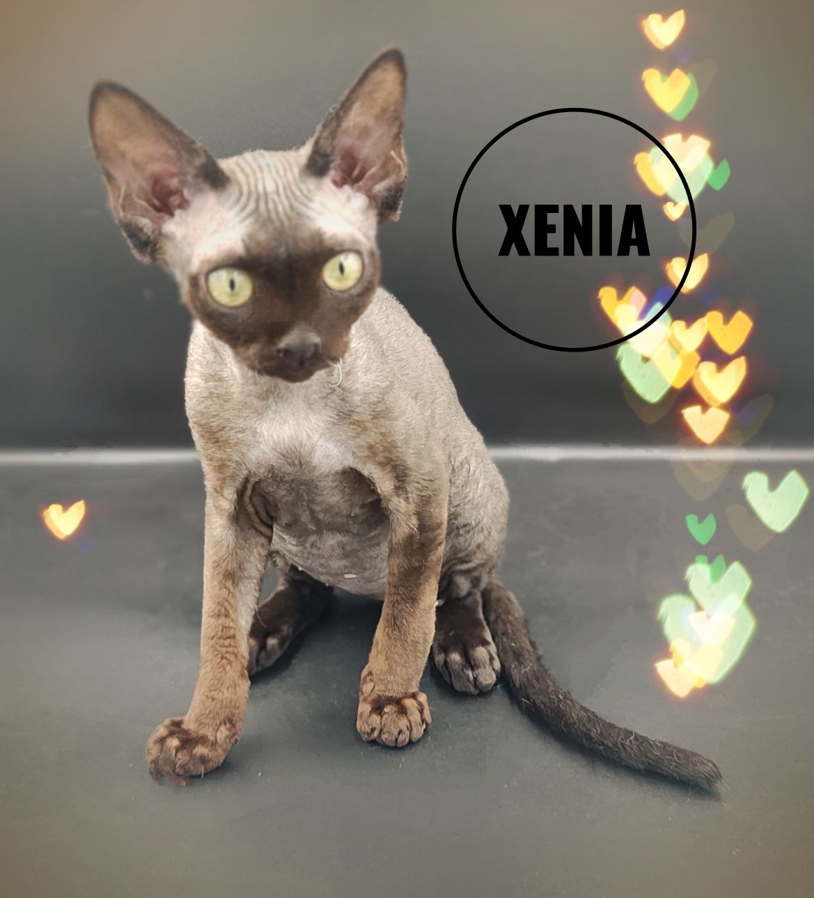 Devon rex Xenia - miniaturowa czarna pantera
