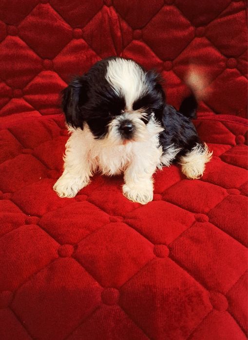 Śliczne Pieski Shih-tzu