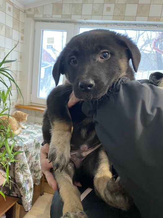 Отдам даром в хорошие руки