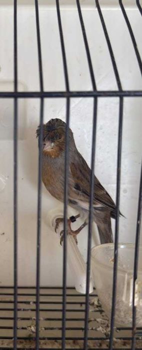 Canários Alérquim Português