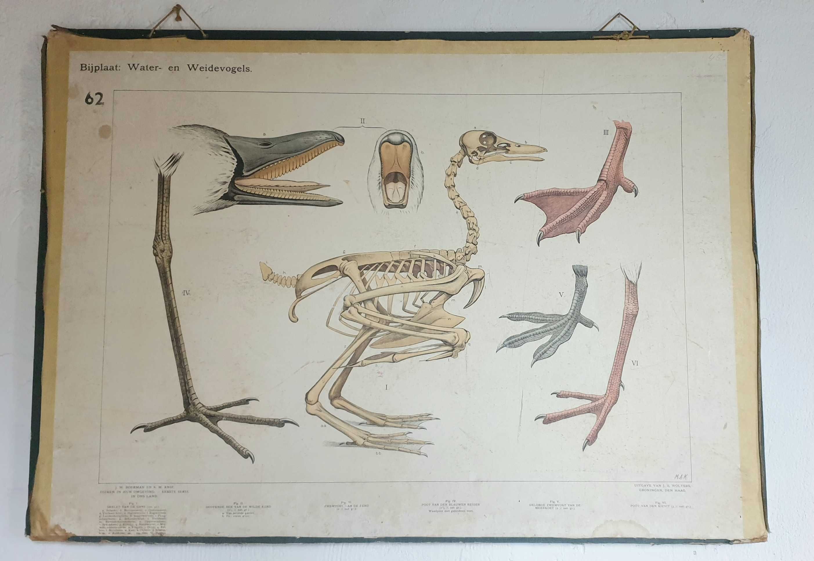 stara tablica dydaktyczna ptaki dwustronna  holenderska