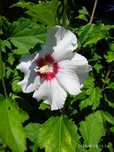 Hibiskus biały i fioletowy- duża sadzonka