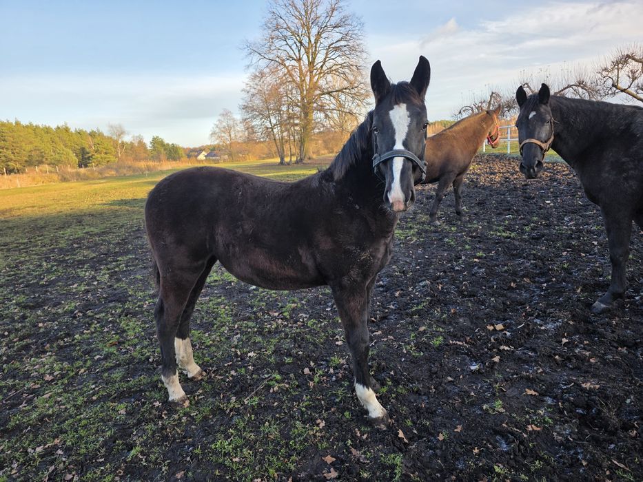 Klacz Śląska 8 miesięcy