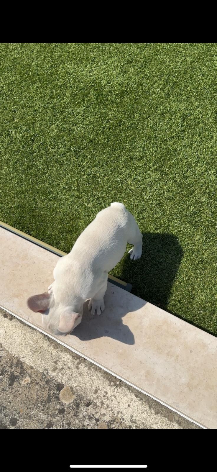 bulldog francês fêmea