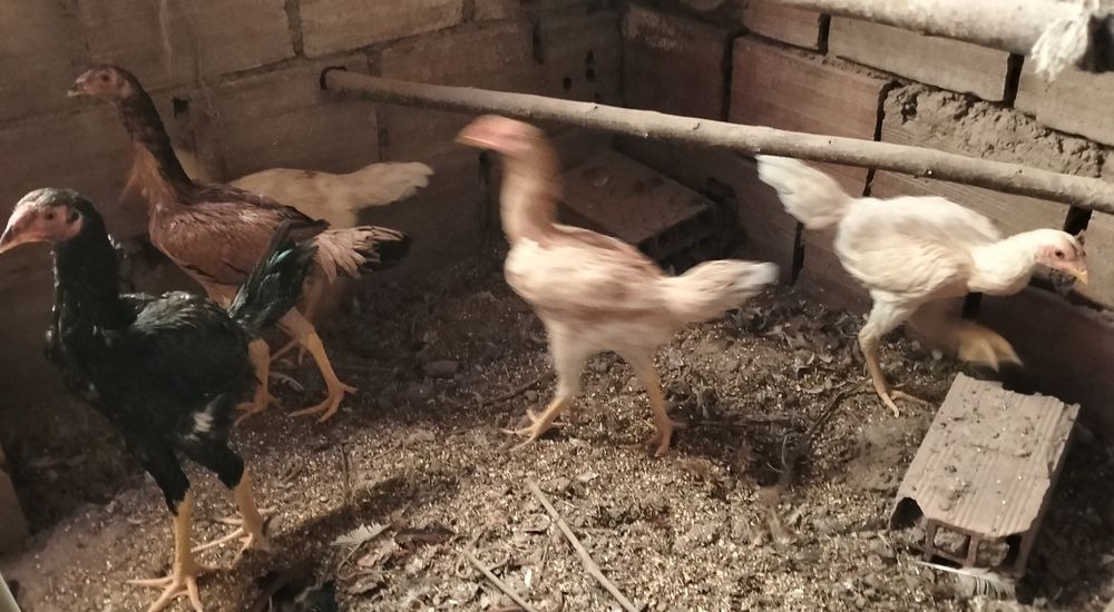 Aves de raça pura.
