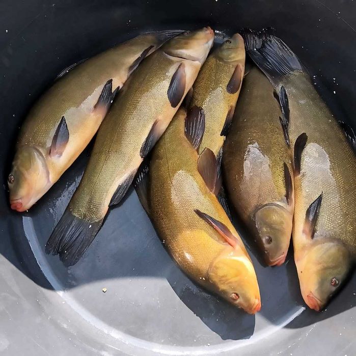 lin kroczek, konsumpcyjny 0,4 - 1,2 kg karp karaś amur tołpyga