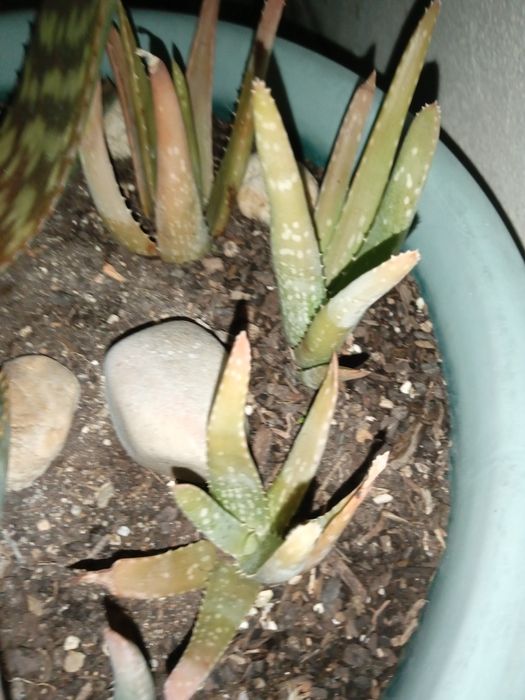 Aloe Vera Babosa Rebentos