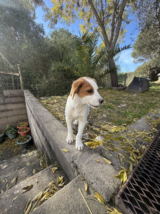 Cãozinho para adoção