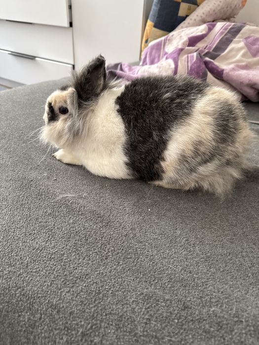 Krolik Lionhead