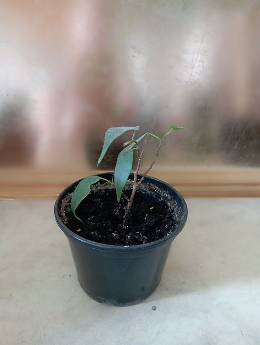 Хавортія, грошове дерево,  кактус, фікус, гібіскус,  молочай,