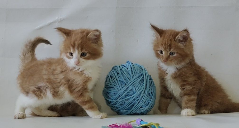 Продам котят породы Мейн Кун.