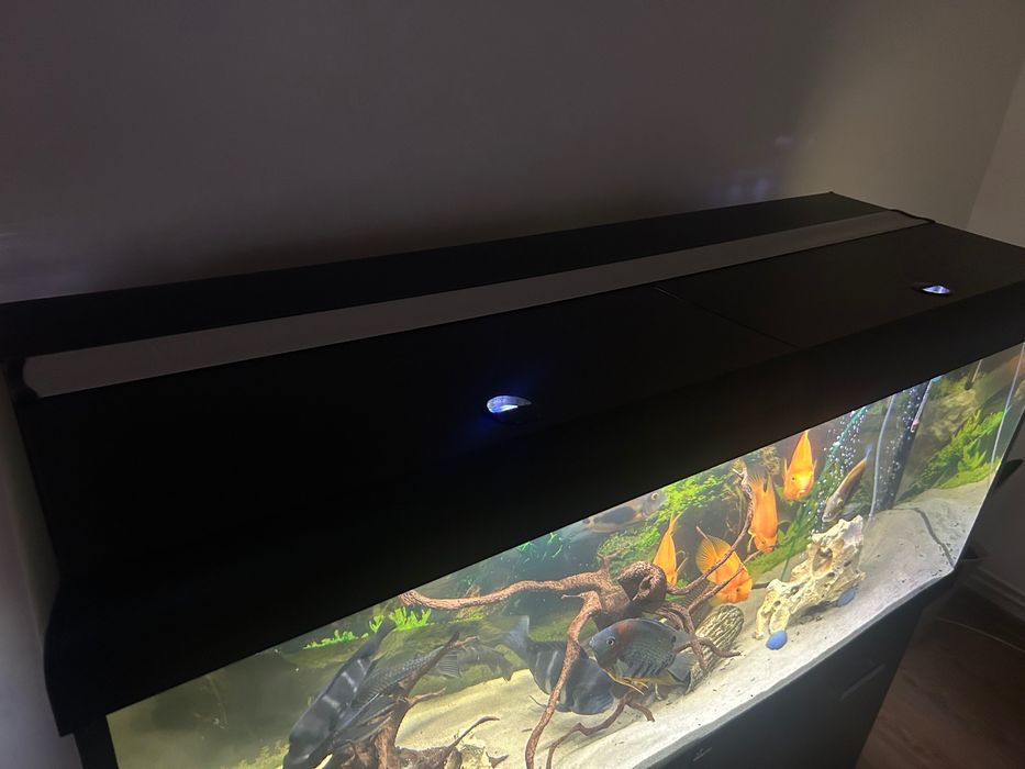 Akwarium 450l z życiem