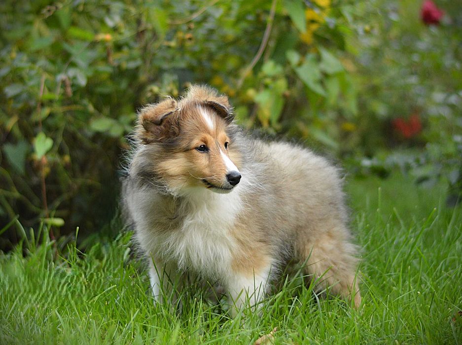 Owczarek szetlandzki, Sheltie, szczeniak, SUCZKA śniada FCI