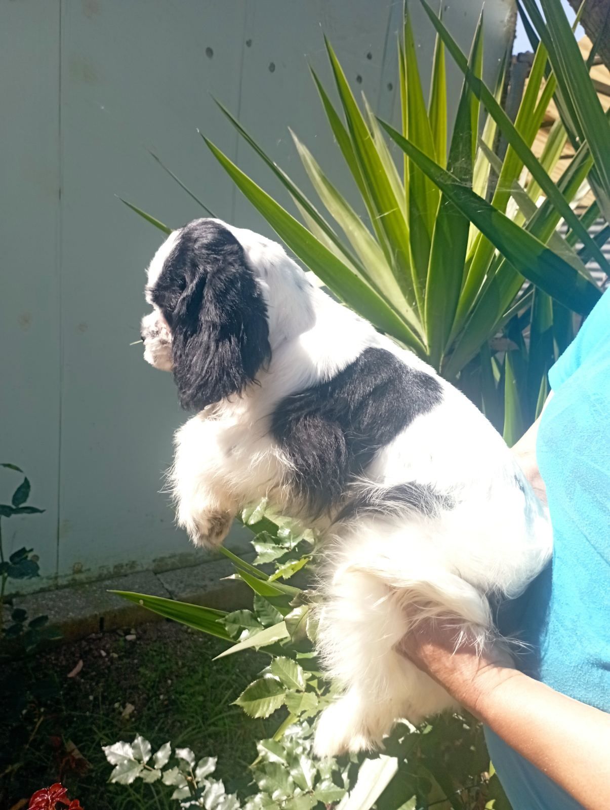 Cocker spaniel Americano