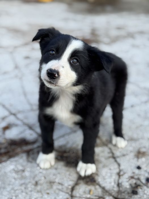 Border Collie TOP