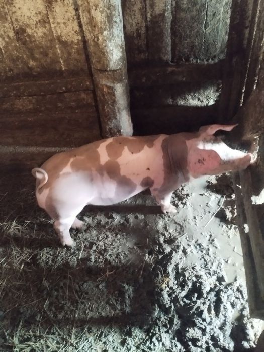 Продається кнур Петрен