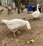 Casal Patos Gansos