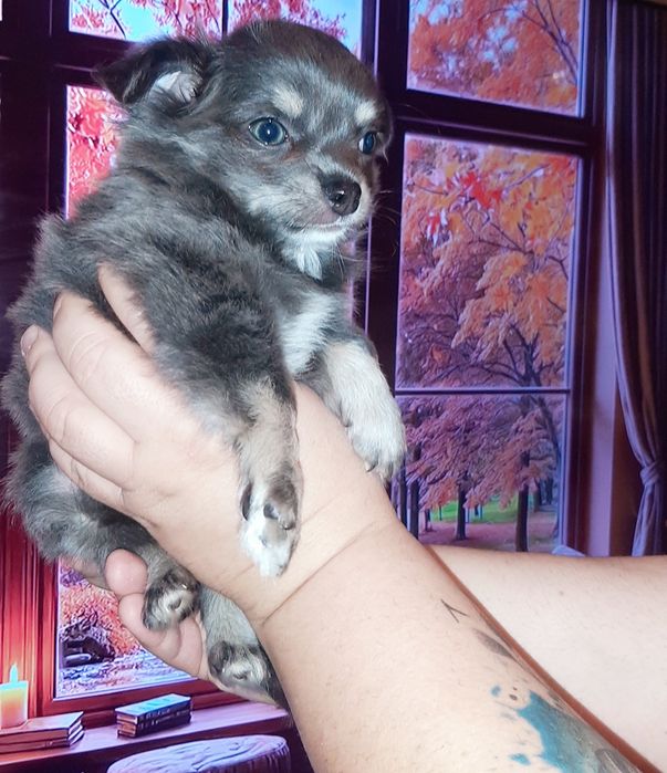 Śliczna suczka Kaja Chihuahua