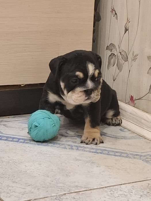 Потужні кольорові англи