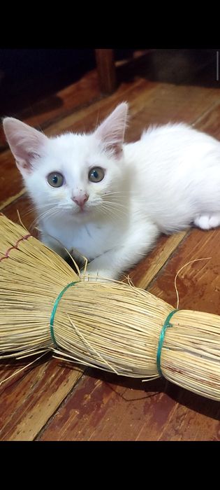 Кошенята  шукають дім.