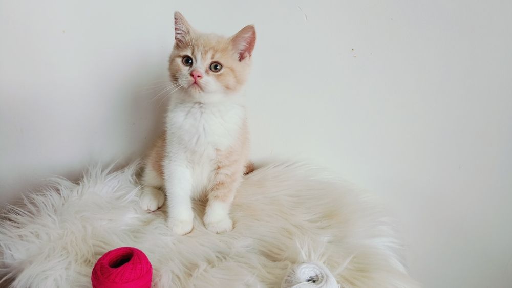 Kocięta Szkockie. Kocurek Biało rudy. Rodowód