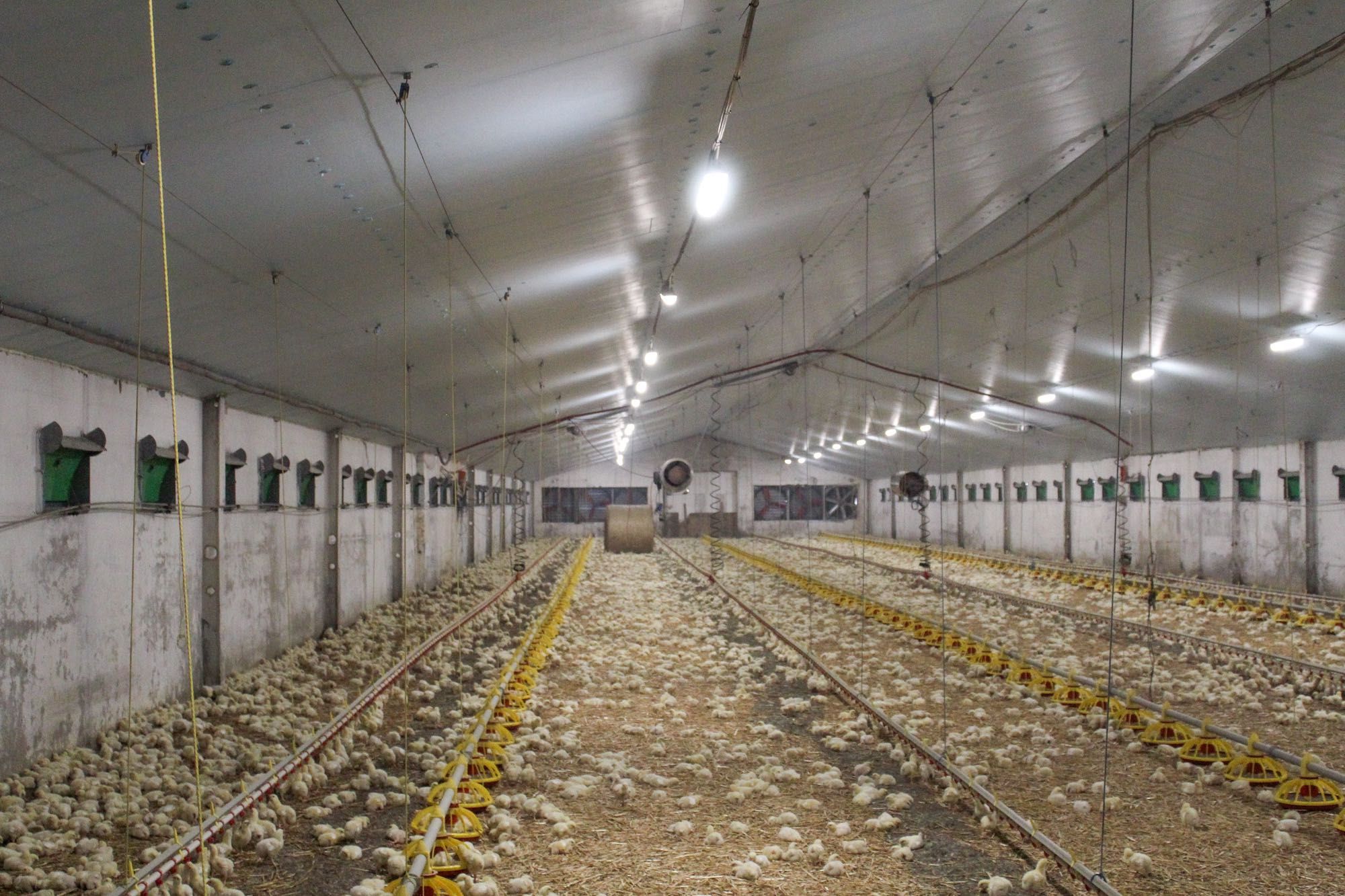 Ocieplenie Dachu Magazynu Hali Chlewni Obory Kurnika Styrodur XPS AGRO