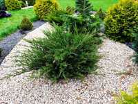 Płożak płożaki Juniperus jałowiec krzew DUZY Iglaki