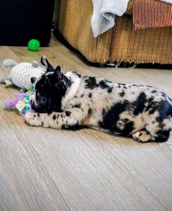 Шикарная красуня девчуля