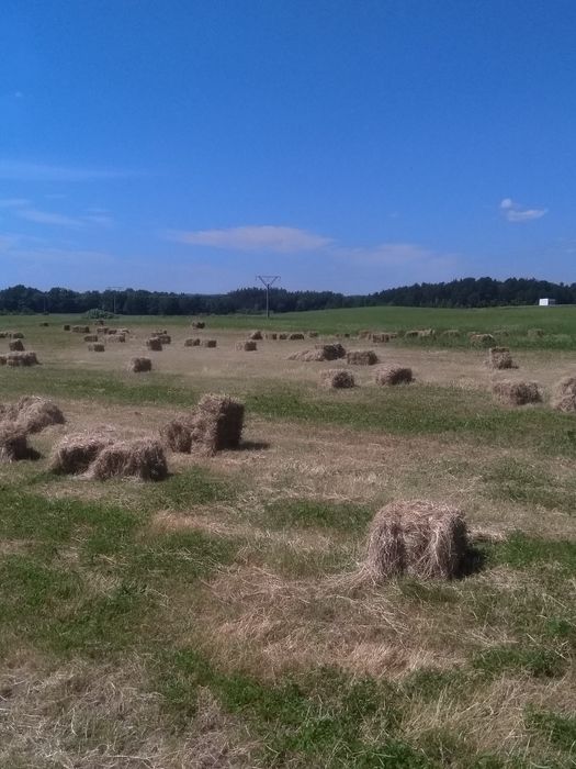 Sloma pszenna rezerwacja