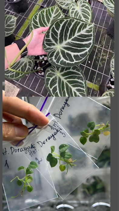 Мікроклон Anthurium Dorayaki